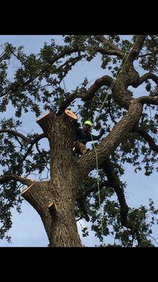 Oak tree remove