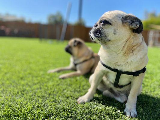 Bailey and lulu in the background!