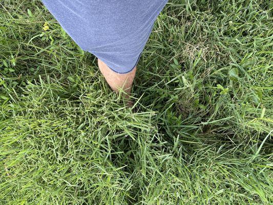 Grass of Sand Beach Area now comes up almost to my knee.