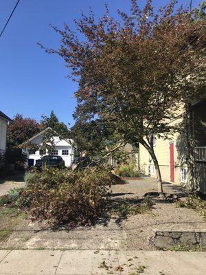 Maple broken by wood waste management truck