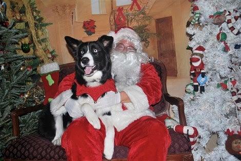 Josie's first Holiday photos with Santa. Thank you Animal Outfitters for hosting this and taking such a cute photo of Josie!