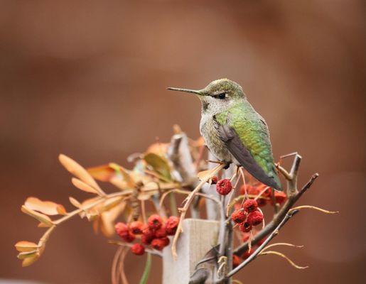 Meet your hummingbird at Star Nursery.