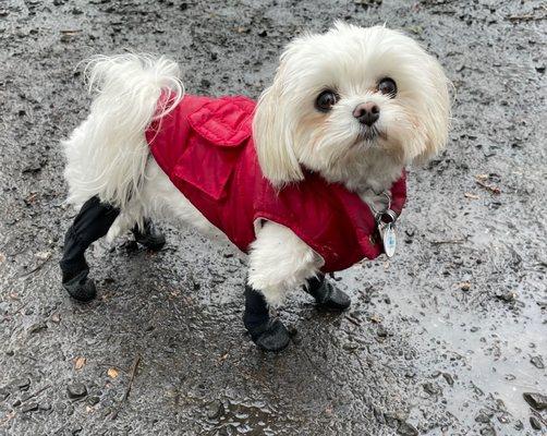 Why are you making me wear all these clothes?  I am a dog!