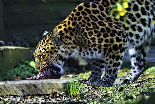 Cheetah eating