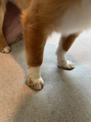 Perfectly shaped paws and clipped nails on these stumps!