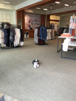 Coco guarding the store