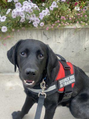 Public Access Training for Psychiatric Service Dogs