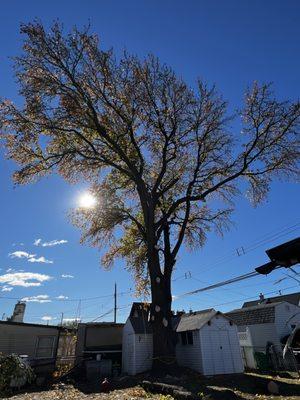 Green View Tree Service