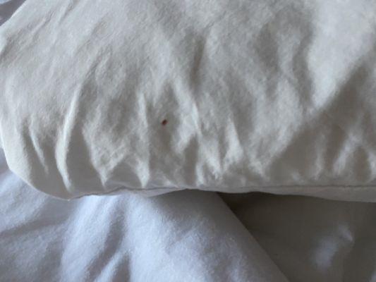 Bed bugs on bed, pillows