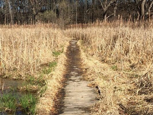 Lovely marsh and woods