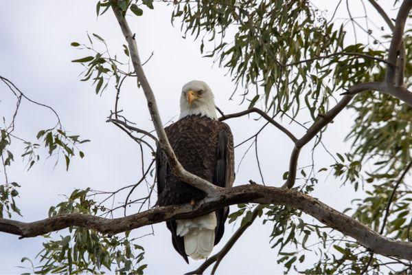 Seeing a Bald eagle, up close and personal, is amazing!