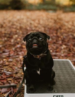 Reno dog trainer. Reno dog boarding. Board and train