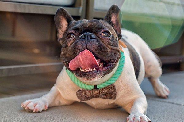 French dog laughing.