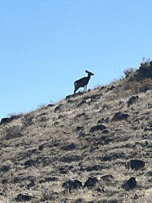 Tons of deer. No mountain lion in sight nor rattlers