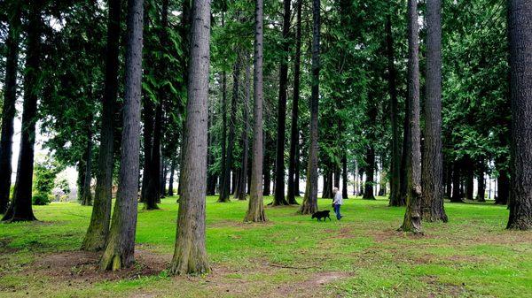 Beautiful Trees 2 - nice place for a dog walk (leash/scoop laws apply)