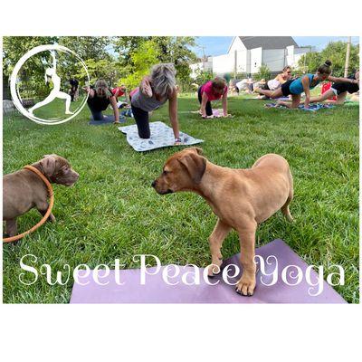 Yoga + Puppies coming again this SUMMER 2023 at the Kirkwood Performing Arts Center...stay tuned for details.