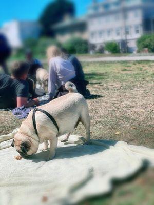 A pug friend sniffing a leaf.