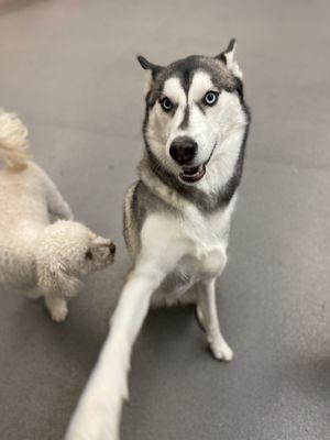 LynX (My Siberian Huskey) and Daycare Friend