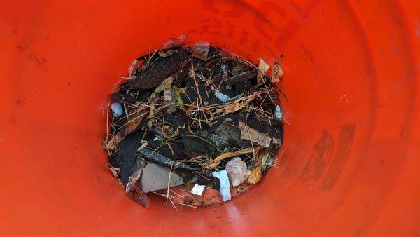 about an hour's worth of digging through my plants to pick up scraps