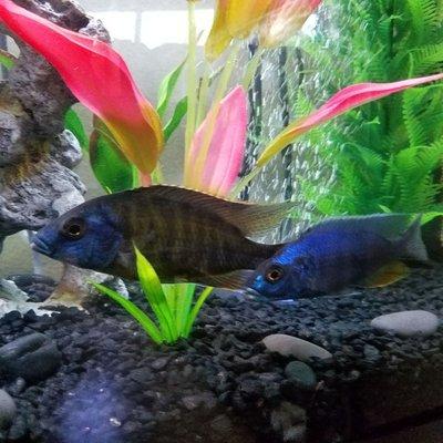 Protomelas taeniolatus (Likoma Is.) or Tangerine Tiger cichlids and Blue Ahli. Picture doesn't do the true colors justice.