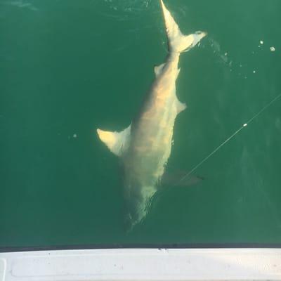 Big shark action