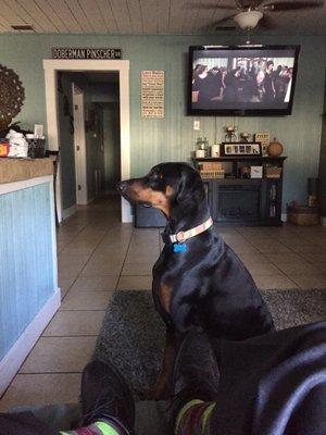 Riggs thinks if he sits down he will get some of our dinner, but his coat is so shiny