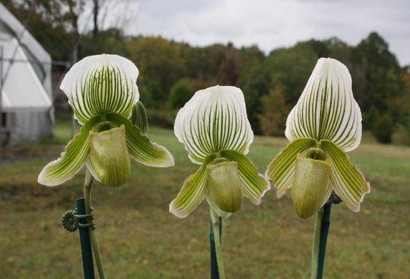 Assorted Ladyslipper orchids are always available in our greenhouse