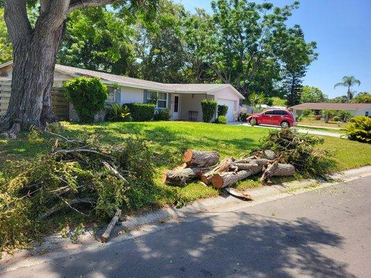 Limb broke in the a storm.