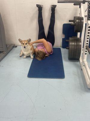 Corgi petting station