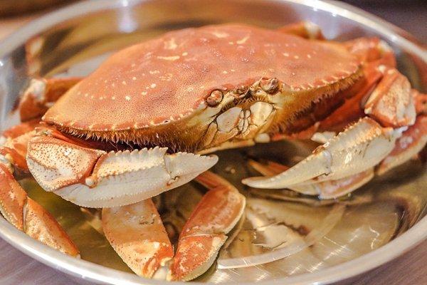 Dungeness Crab