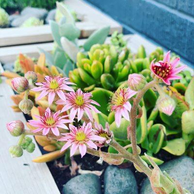 Beautiful flowers blooming outside the door of Mojave + Tejon Dry Goods