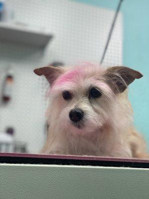 Good girl on the grooming table