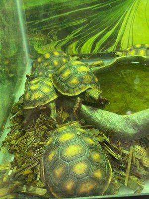 Baby Red Foot Tortoises