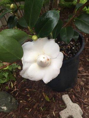 Nuccio's Gem camellia plant