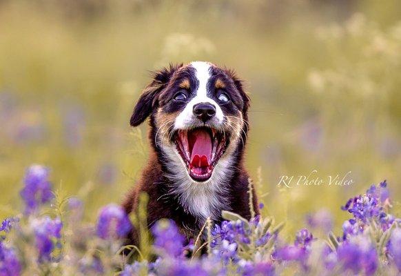 If you love your pets, we offer pet photography sessions!