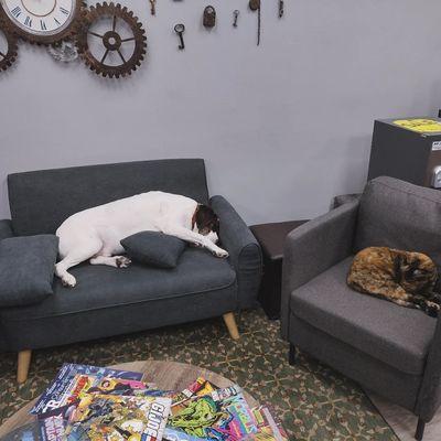 Our famous shop dog Buddy and shop cat Blaze. Kodi is not pictured, she prefers sleeping  in the back until treats are presented