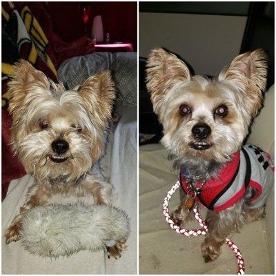 Georgie's gotcha day pic and later after I got him groomed.