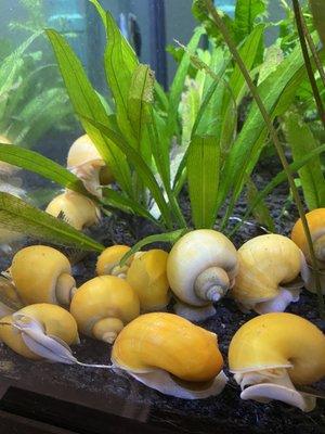 Here are my Gold Inca mystery snails that are now for sale at Keller Farms!