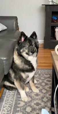 My Pomsky after a routine hair cut