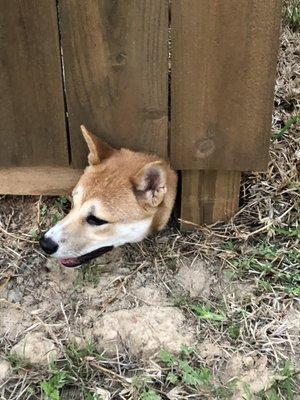 I know that ball went over the fence. Now, where is it.