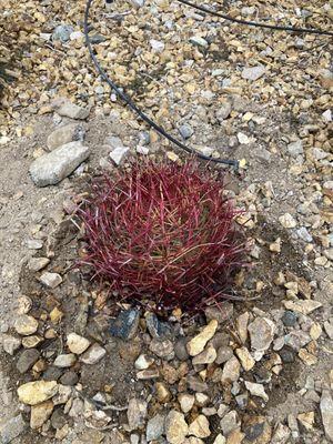 Red barrel cactus for our front yard