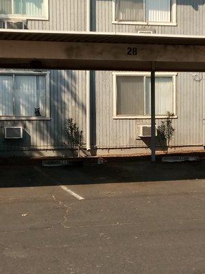 Graffiti on outside carport.