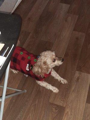 Chewy and his Christmas outfit