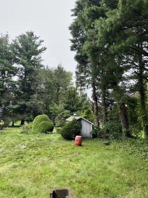 Tree trimming