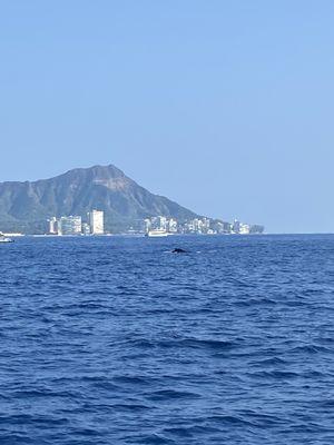 Humpback whale