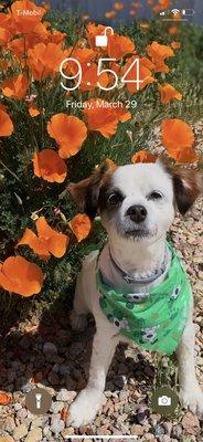 Guapo the Maltese mix, RIP