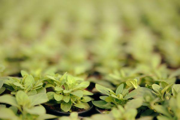 42nd Street Greenhouse