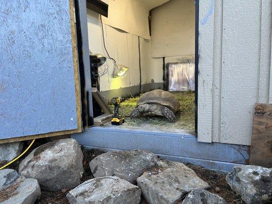 Tuff shed, happy tortoise