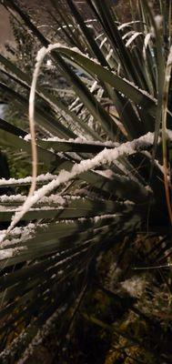 SNOW IN AUSTIN