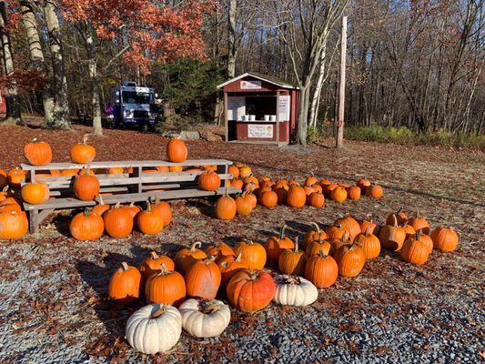 Pumpkin patch